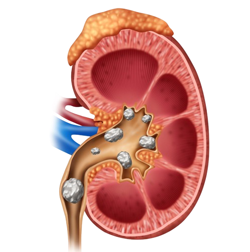 Kidney removebg preview